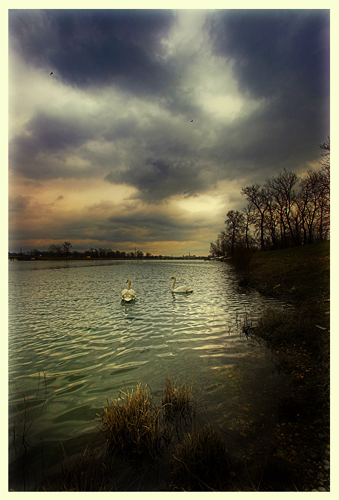 swan dream by chris