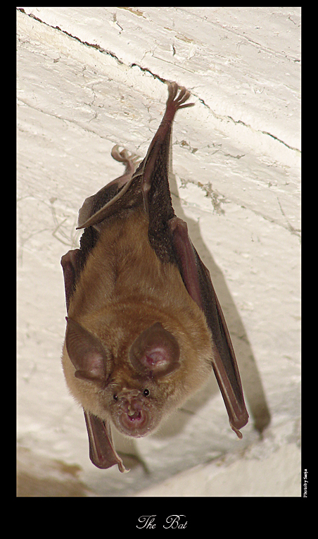The Bat by sanja
