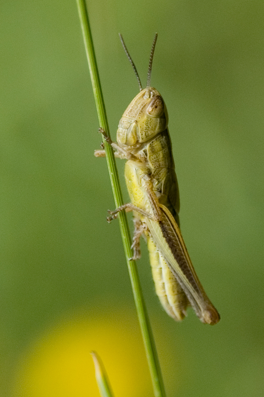 Grasshopper is back by bivi