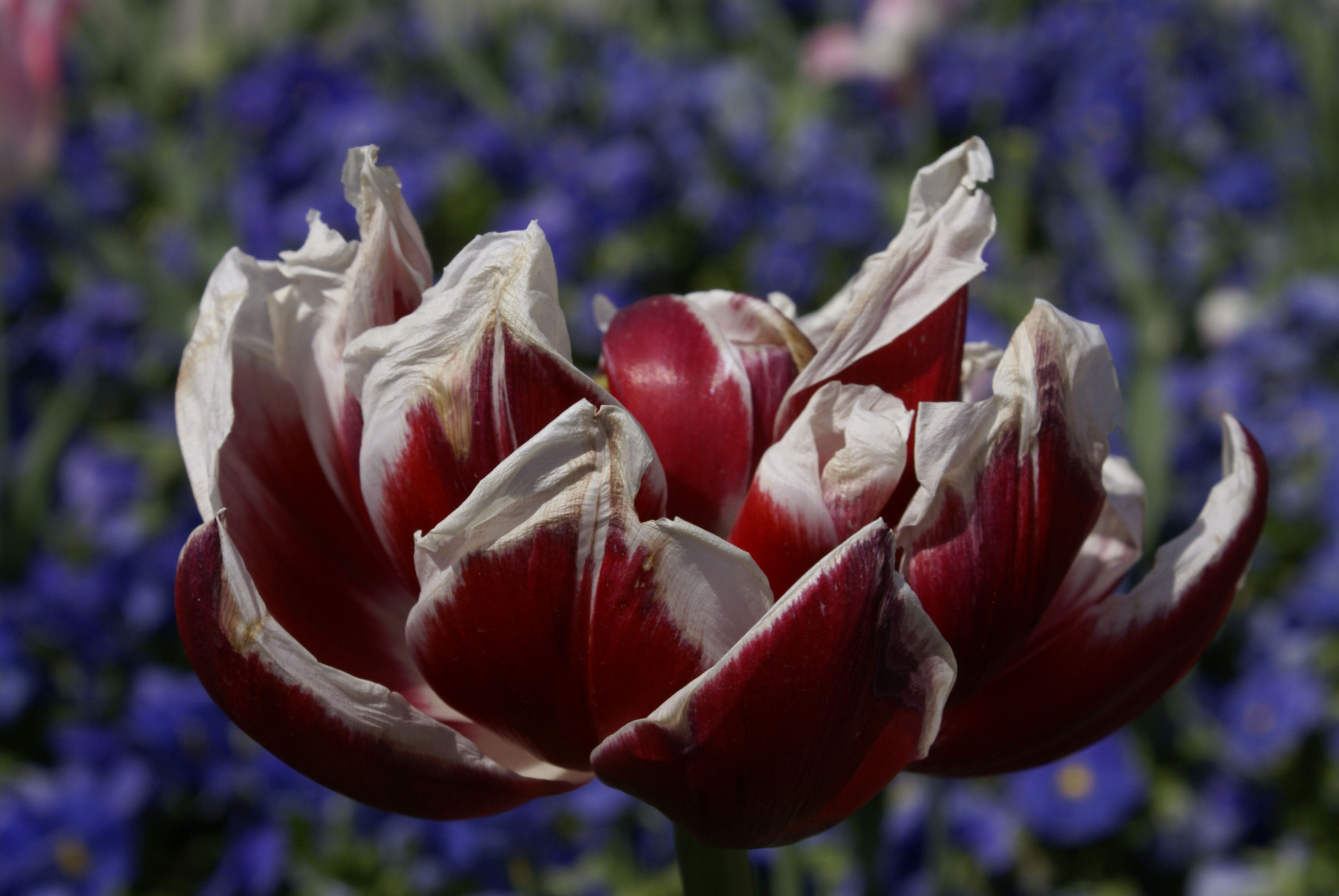 macro tulipan by Atema