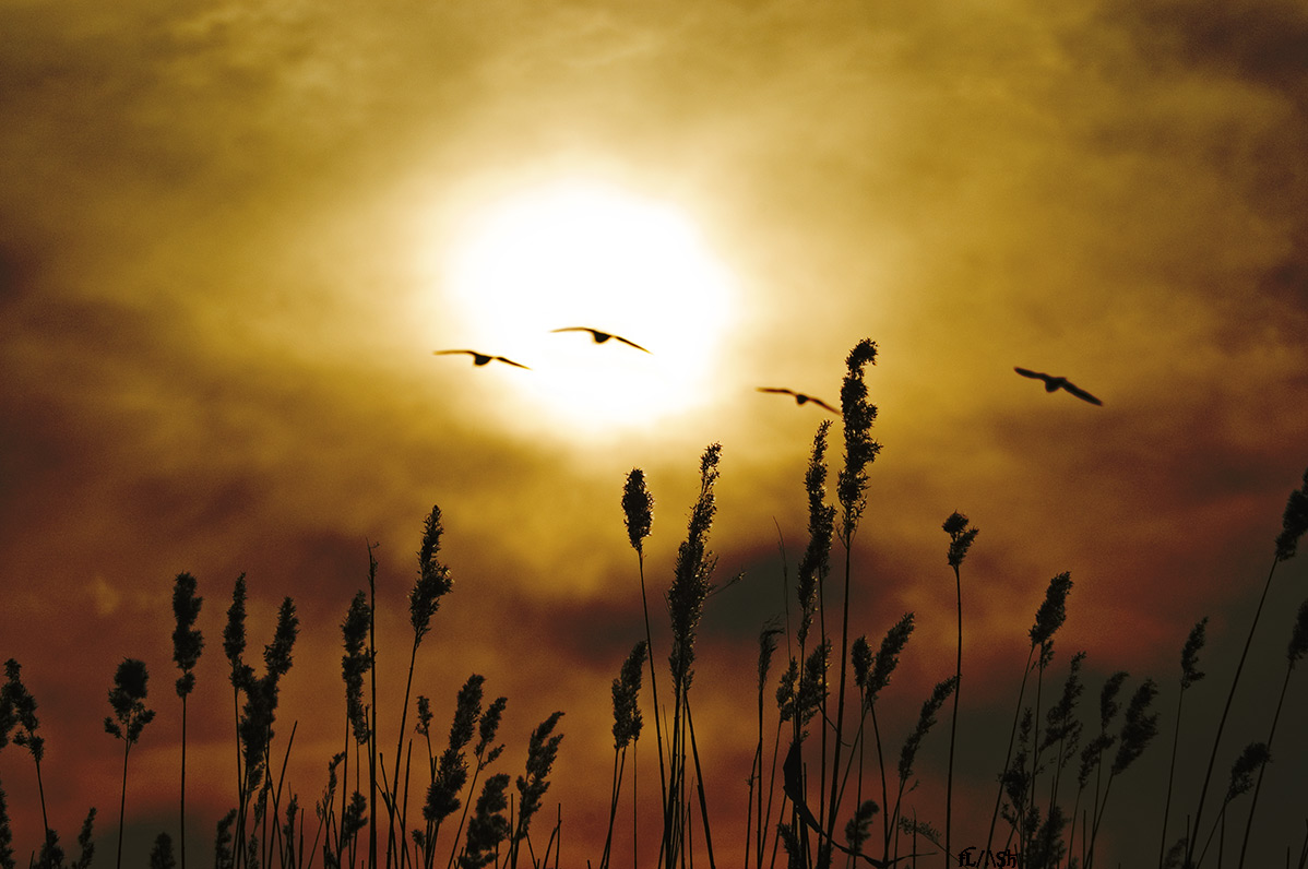 Birds in the burning sky by fL/.\Sh