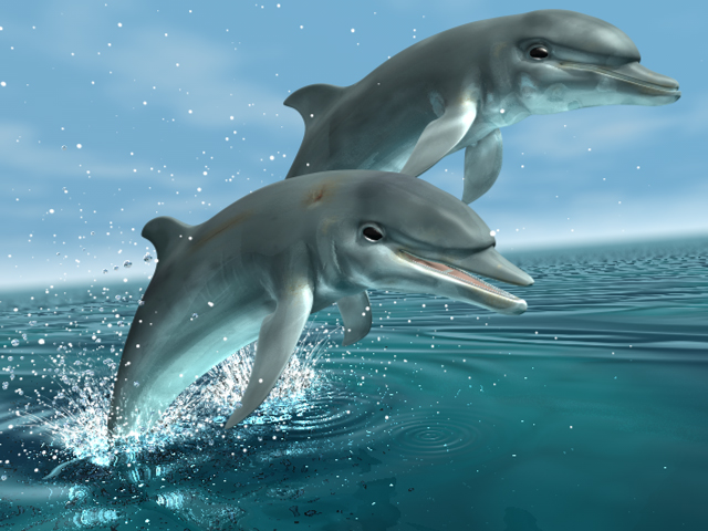 delfini by mia_
