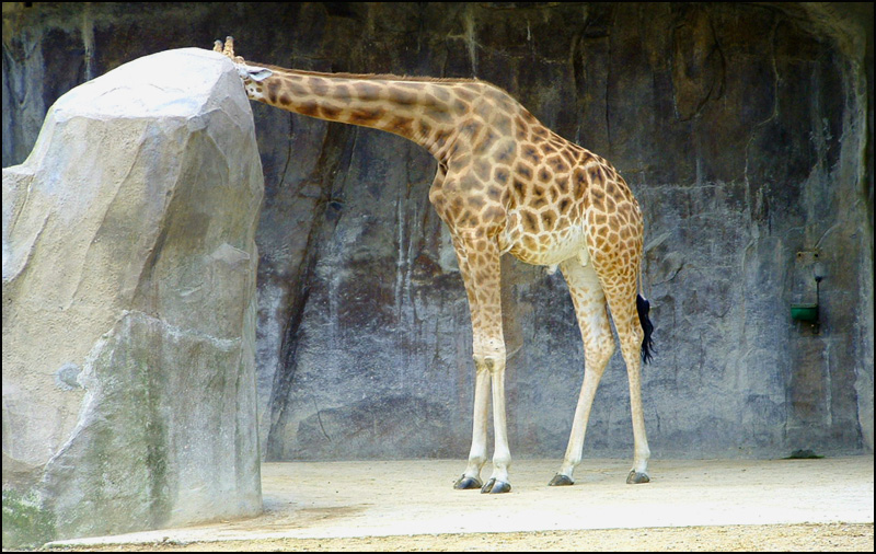 La girafe by keye