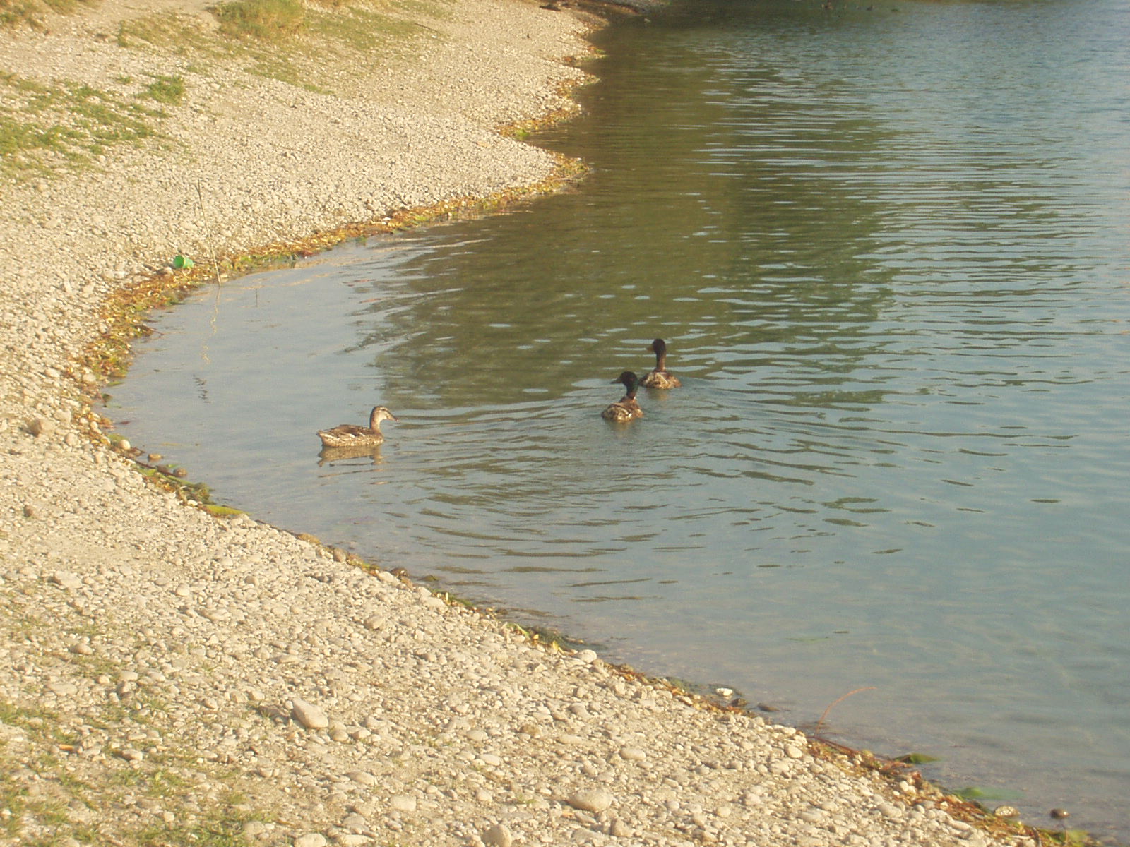 ducks by aneri