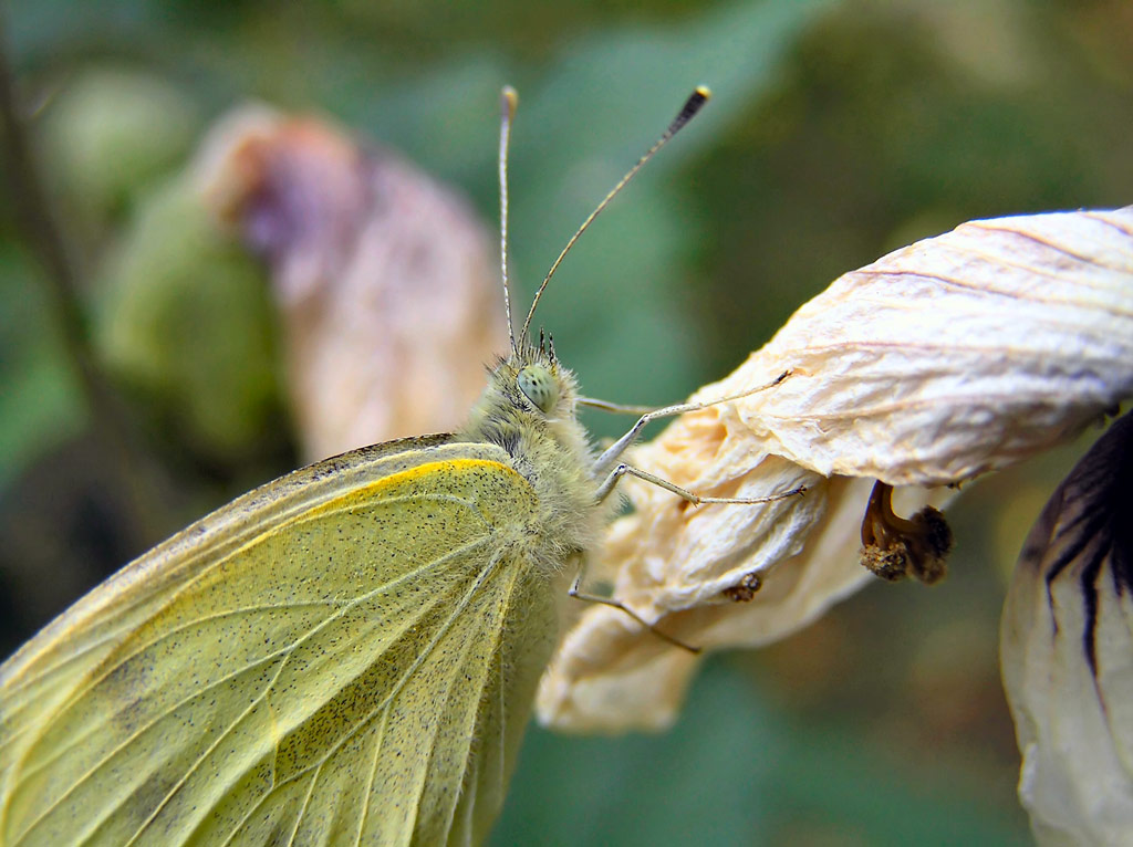 Butterfly by ttkalec
