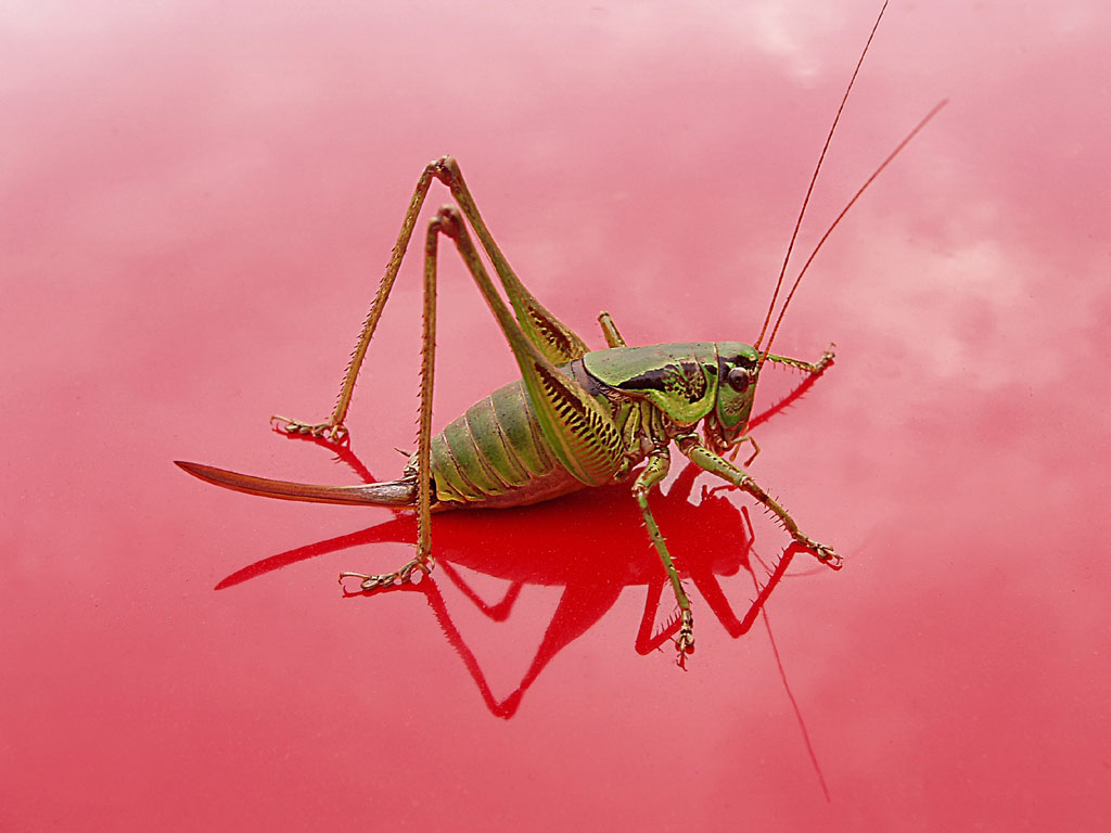 Grasshopper by Crazy